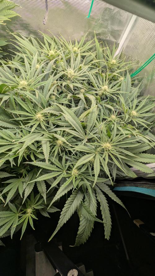 EXCLUSIVE  Kannabia Sunset Sherbet GF. Week 15