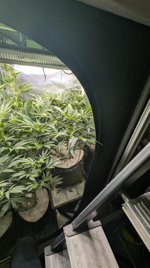 EXCLUSIVE  Kannabia Sunset Sherbet GF. Week 15