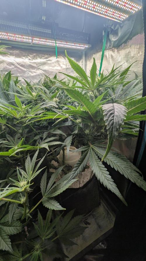 EXCLUSIVE  Kannabia Sunset Sherbet GF. Week 15