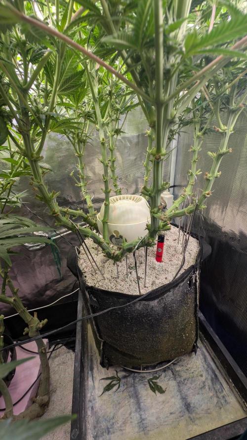 EXCLUSIVE  Kannabia Sunset Sherbet GF. Week 15