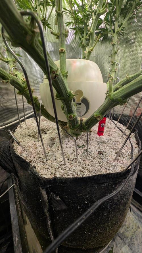 EXCLUSIVE  Kannabia Sunset Sherbet GF. Week 15