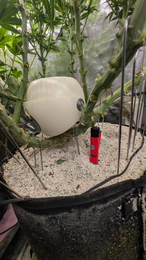 EXCLUSIVE  Kannabia Sunset Sherbet GF. Week 15