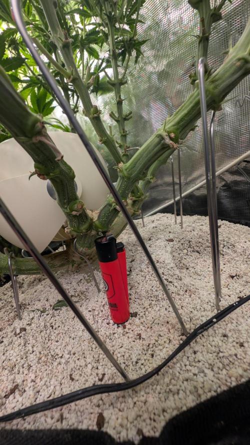 EXCLUSIVE  Kannabia Sunset Sherbet GF. Week 15