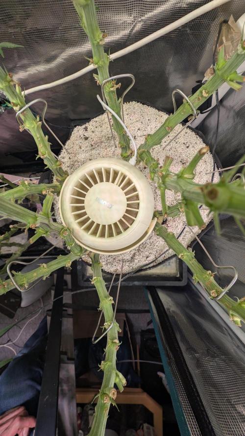 EXCLUSIVE  Kannabia Sunset Sherbet GF. Week 15