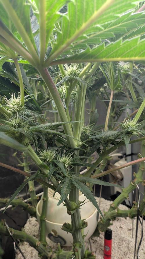 EXCLUSIVE  Kannabia Sunset Sherbet GF. Week 15