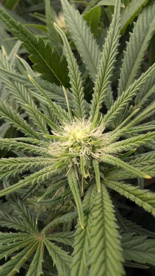 EXCLUSIVE  Kannabia Sunset Sherbet GF. Week 15