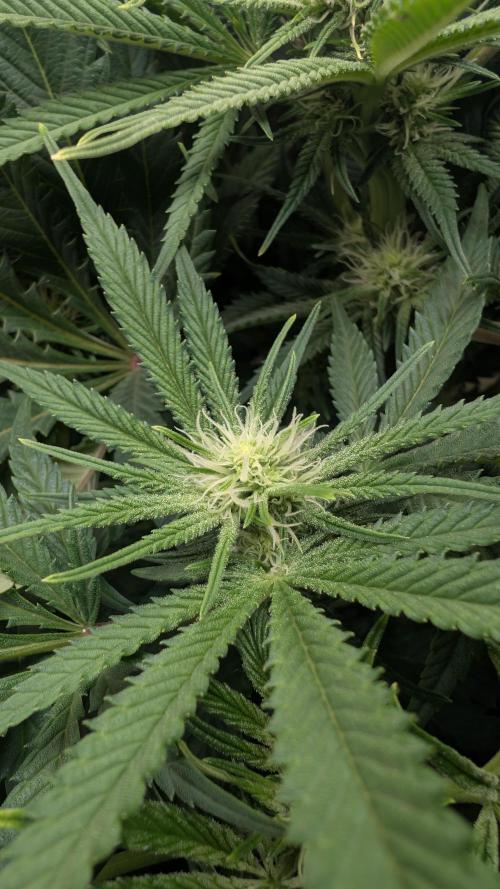 EXCLUSIVE  Kannabia Sunset Sherbet GF. Week 15