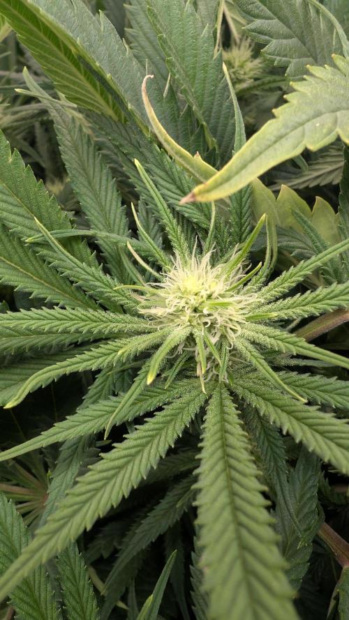 EXCLUSIVE  Kannabia Sunset Sherbet GF. Week 15