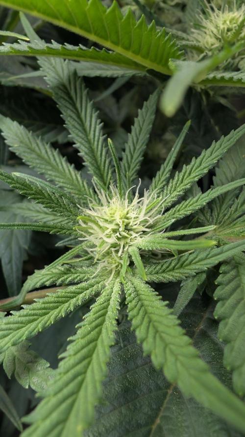 EXCLUSIVE  Kannabia Sunset Sherbet GF. Week 15