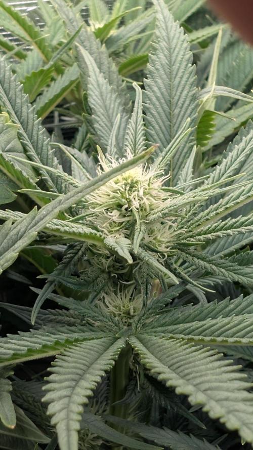 EXCLUSIVE  Kannabia Sunset Sherbet GF. Week 15