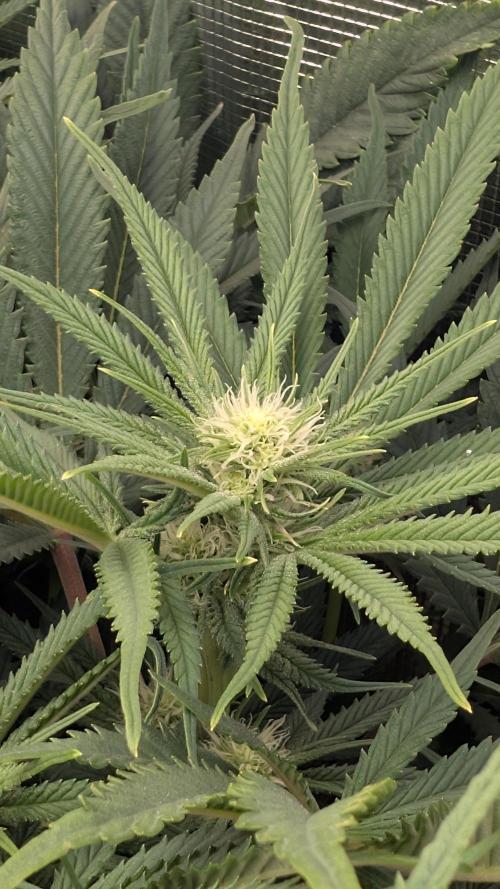 EXCLUSIVE  Kannabia Sunset Sherbet GF. Week 15