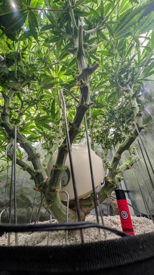 EXCLUSIVE  Kannabia Sunset Sherbet GF. Week 15