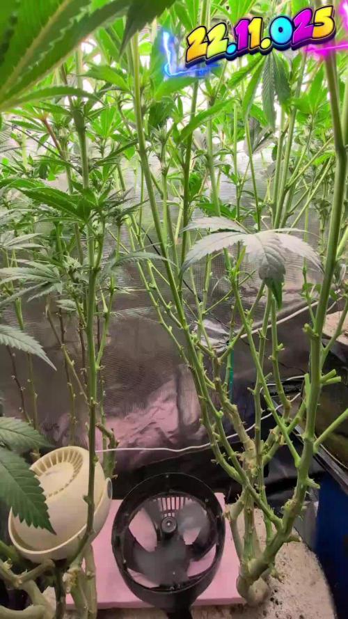 Balcony Fantasy Feast @KanOrganics