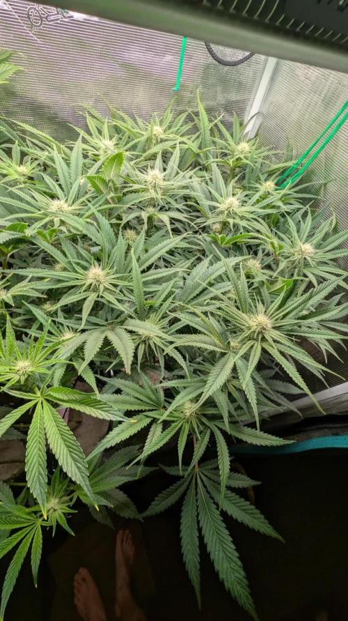 EXCLUSIVE Kannabia Sunset Sherbet GF