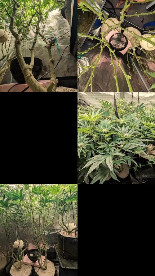 Balcony Fantasy Feast @KanOrganics