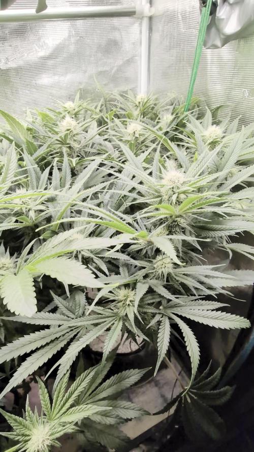 EXCLUSIVE Kannabia Sunset Sherbet GF