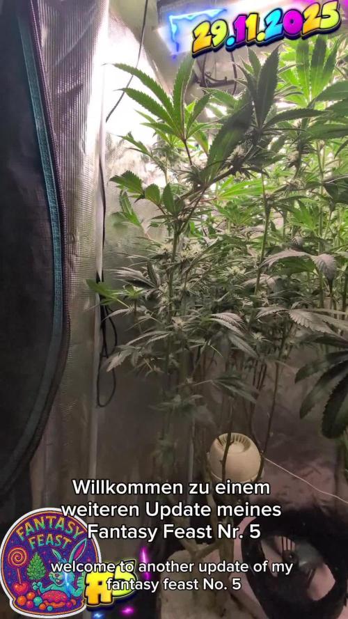 Balcony Fantasy Feast @KanOrganics