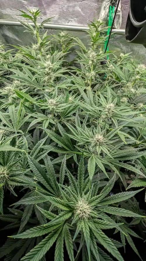 Fantasy Feast Nutrient test (FERMAKOR)