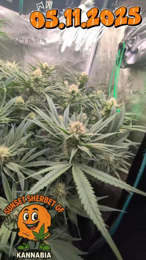 EXCLUSIVE Kannabia Sunset Sherbet GF