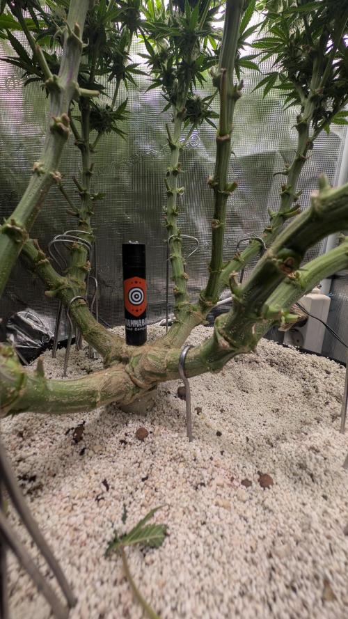 EXCLUSIVE  Kannabia Sunset Sherbet GF. Week 17