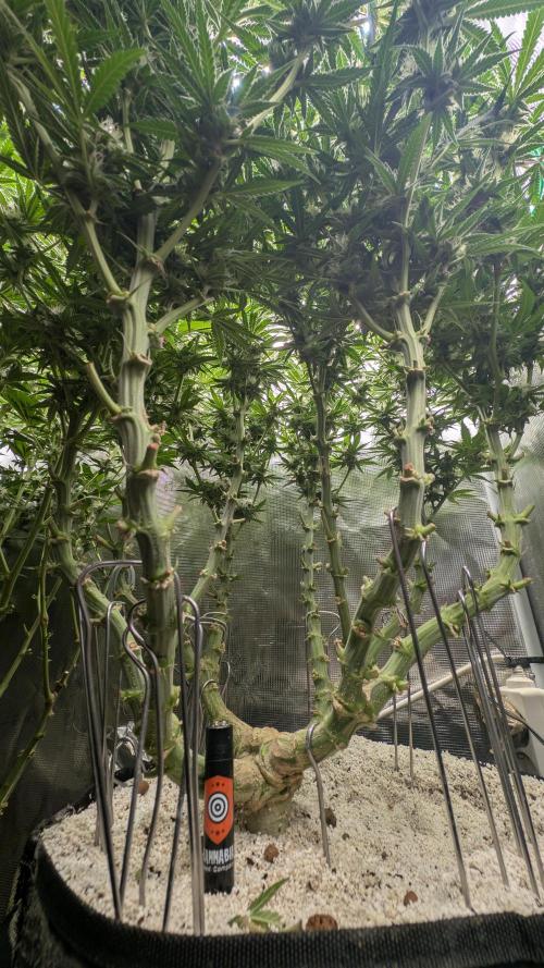 EXCLUSIVE  Kannabia Sunset Sherbet GF. Week 17