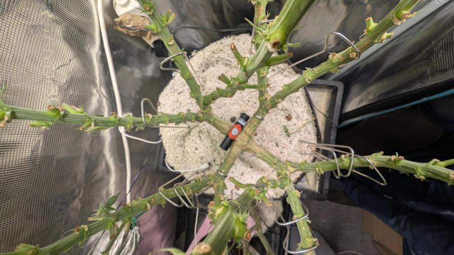 EXCLUSIVE  Kannabia Sunset Sherbet GF. Week 17