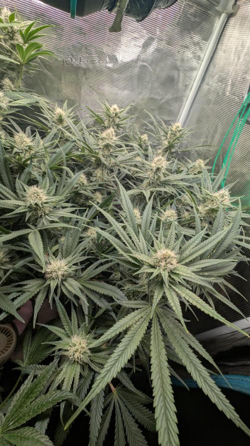 EXCLUSIVE  Kannabia Sunset Sherbet GF. Week 17
