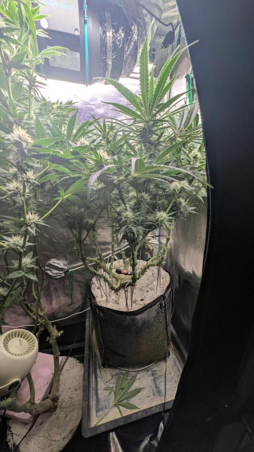 EXCLUSIVE  Kannabia Sunset Sherbet GF. Week 17