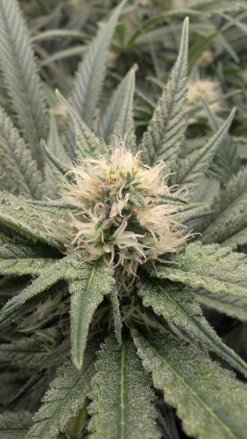 EXCLUSIVE  Kannabia Sunset Sherbet GF. Week 17