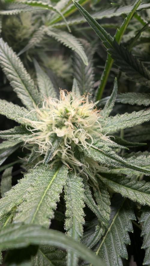 EXCLUSIVE  Kannabia Sunset Sherbet GF. Week 17