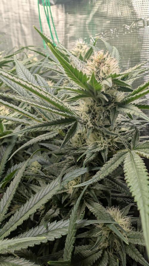 EXCLUSIVE  Kannabia Sunset Sherbet GF. Week 17
