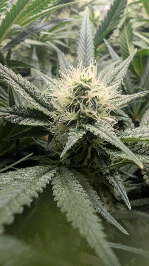 EXCLUSIVE  Kannabia Sunset Sherbet GF. Week 17