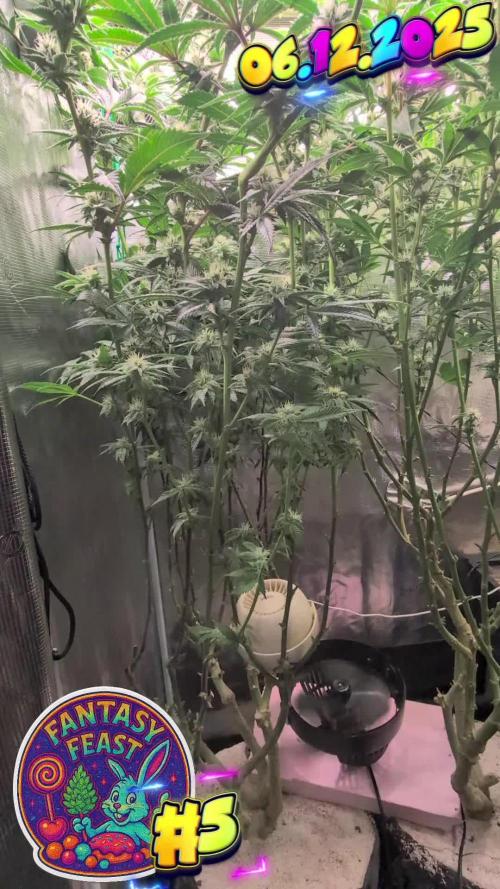 Balcony Fantasy Feast @KanOrganics