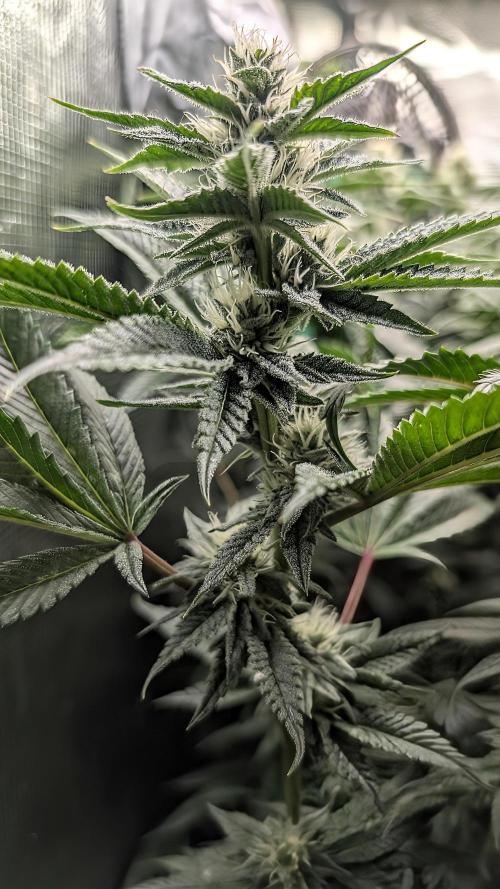 Balcony Fantasy Feast @KanOrganics. Week 33