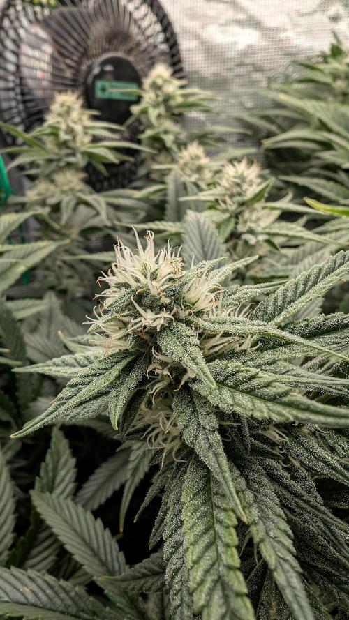 Balcony Fantasy Feast @KanOrganics. Week 33