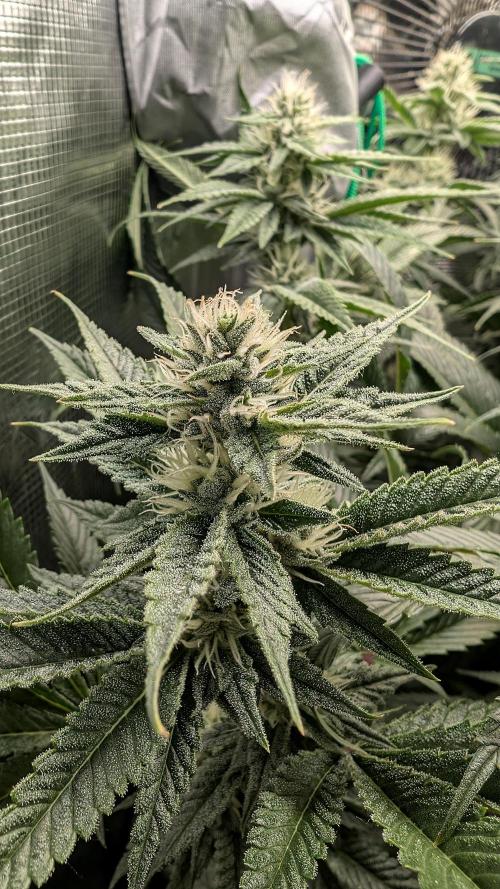 Balcony Fantasy Feast @KanOrganics. Week 33