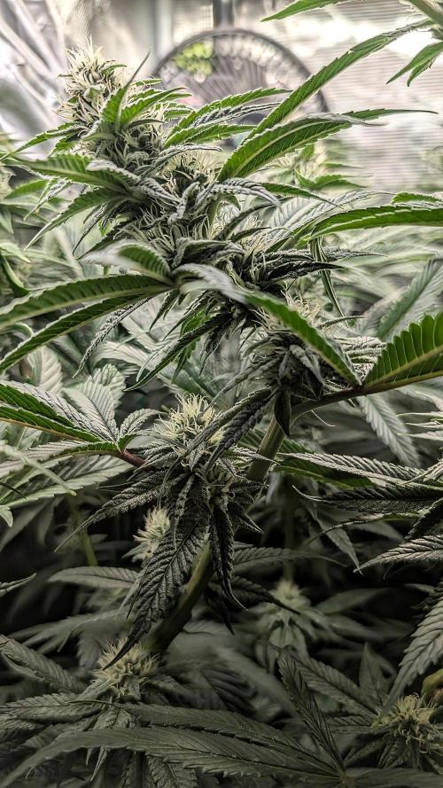 Balcony Fantasy Feast @KanOrganics. Week 33