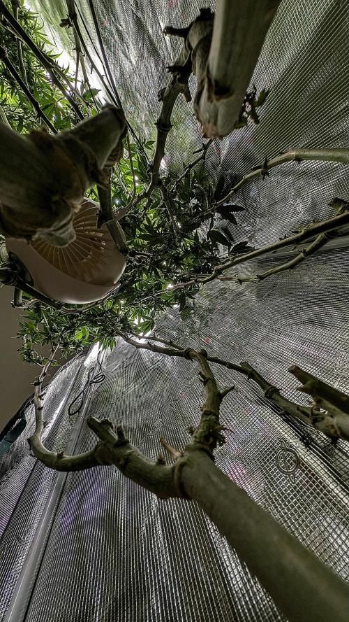 Balcony Fantasy Feast @KanOrganics. Week 33