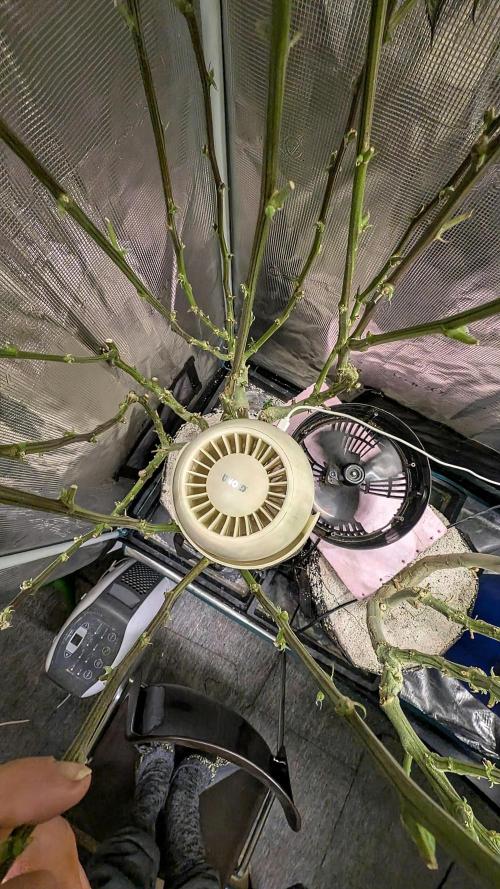 Balcony Fantasy Feast @KanOrganics. Week 33