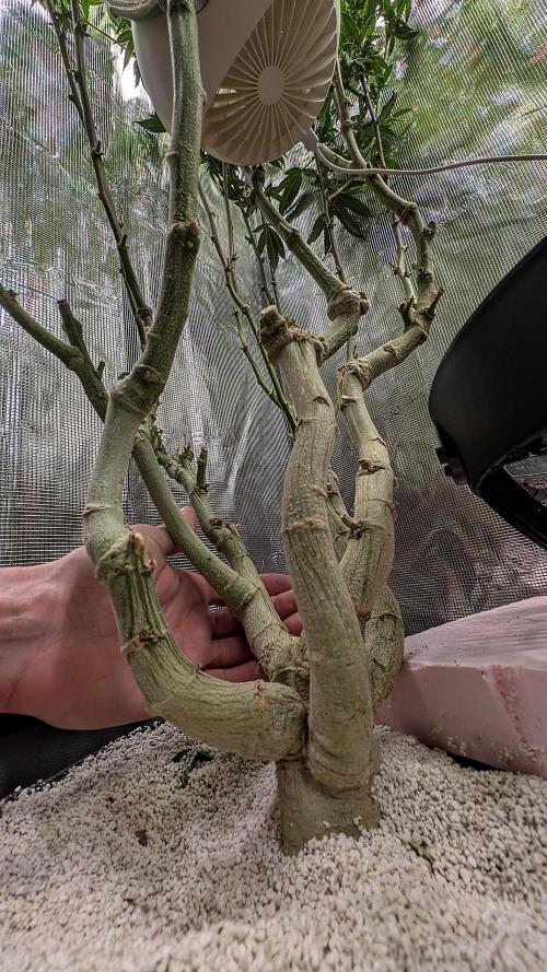 Balcony Fantasy Feast @KanOrganics. Week 33