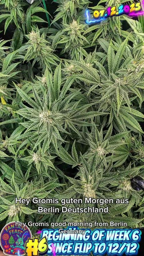 Fantasy Feast Nutrient test (FERMAKOR)