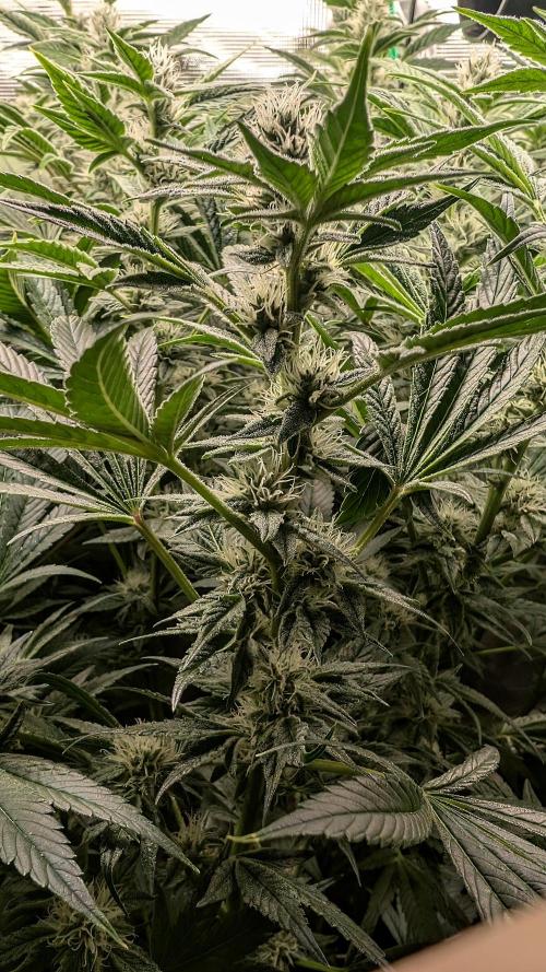 Fantasy Feast Nutrient test (FERMAKOR). Week 8