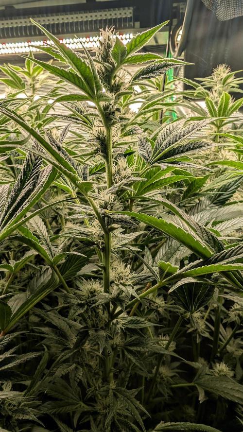 Fantasy Feast Nutrient test (FERMAKOR). Week 8