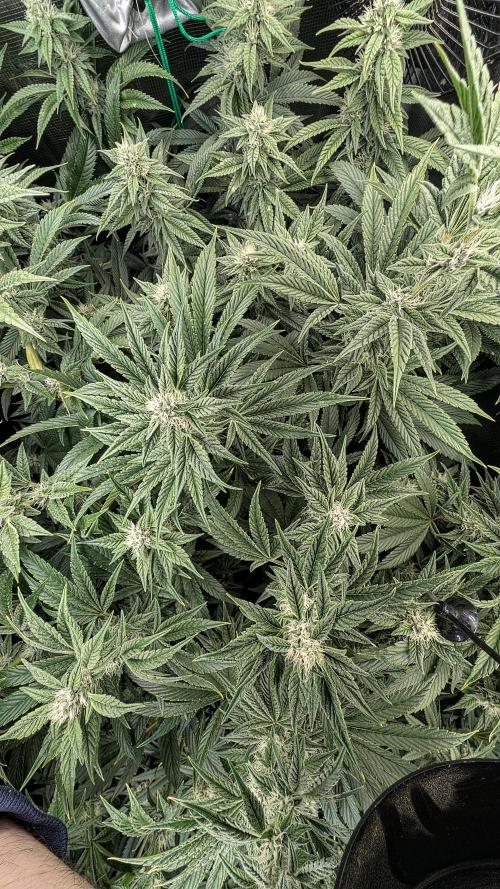 Fantasy Feast Nutrient test (FERMAKOR). Week 8