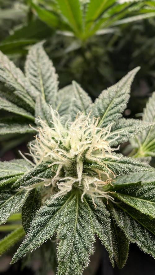 Fantasy Feast Nutrient test (FERMAKOR). Week 8