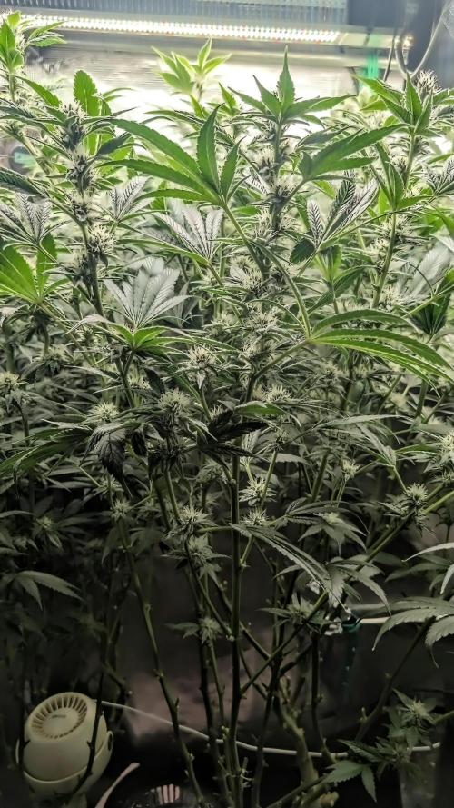 Fantasy Feast Nutrient test (FERMAKOR). Week 8