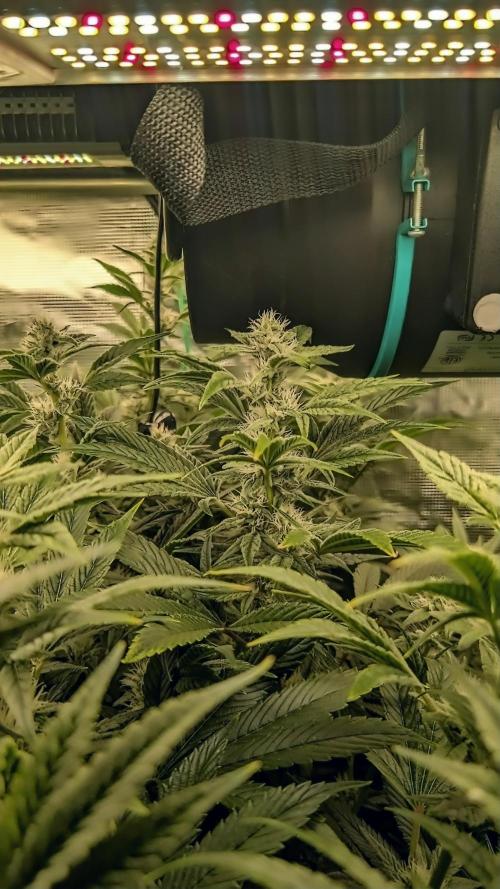 Fantasy Feast Nutrient test (FERMAKOR). Week 8