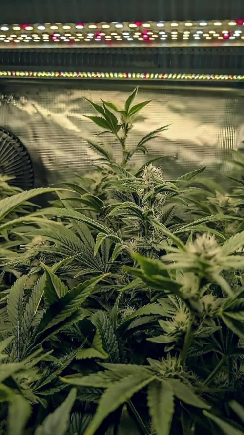 Fantasy Feast Nutrient test (FERMAKOR). Week 8