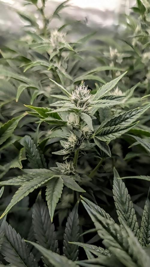 Fantasy Feast Nutrient test (FERMAKOR). Week 8