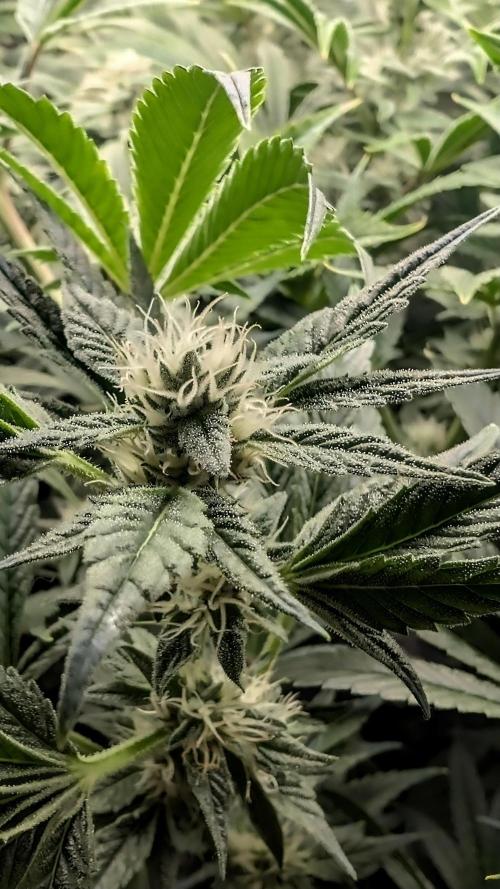 Fantasy Feast Nutrient test (FERMAKOR). Week 8